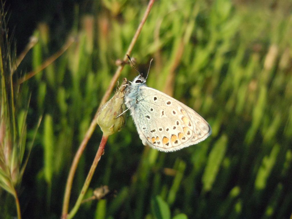 Polyommatus icarus?